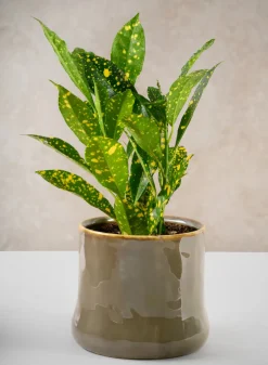 4.5in Tall Kolso Vintage Green Ceramic Cachepot