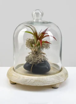 9.25in Tall La Boheme Glass Cloche with Wood Base