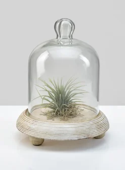 7.5in Tall La Boheme Glass Cloche with Wood Base