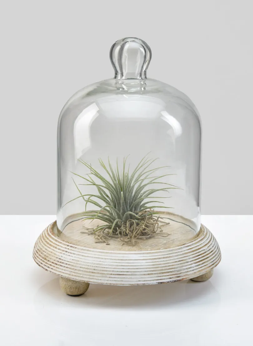 7.5in Tall La Boheme Glass Cloche with Wood Base