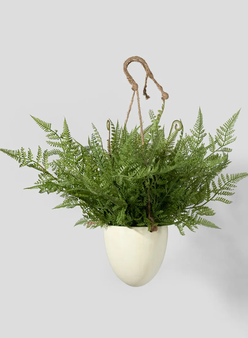 12in Tall Large Boston Fern in Hanging Pot