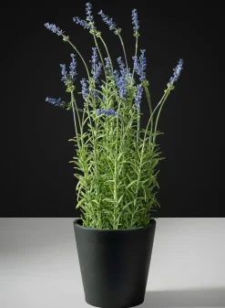 18in Tall Lavender Plant In a Black Pot