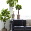 47in Tall Lemon Tree