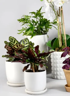 4.5in Tall Marble Aeon Ceramic Pot & Saucer