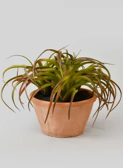 8in Tall Medium Potted Tillandsia