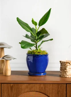 6in Tall Ming Blue Glaze Ceramic Pot with Saucer