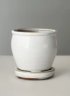 5in Tall Ming Cloud White Ceramic Pot with Saucer