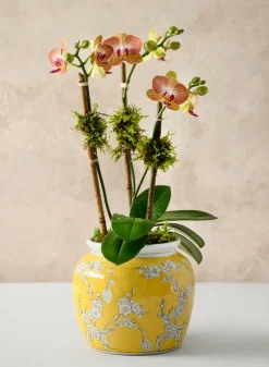 6in Tall Ming Safron Bell Ceramic Vase