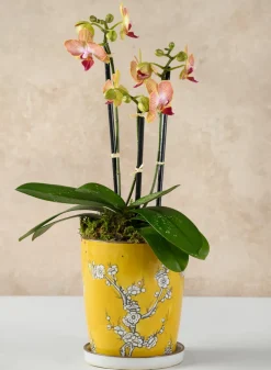 6in Tall Ming Safron Ceramic Pot with Saucer