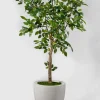 54in Tall Mini Ficus Tree