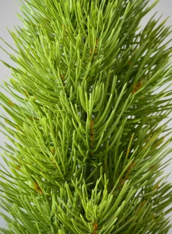 16in Tall Mini Pine Tree with Burlap Wrap, Case of 6