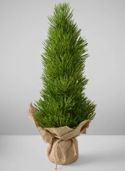 16in Tall Mini Pine Tree with Burlap Wrap, Case of 6