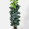 55in Tall Monstera Plant