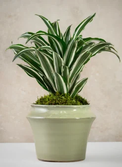 6in Tall Moss Green Glaze Ceramic Ikebana Planter