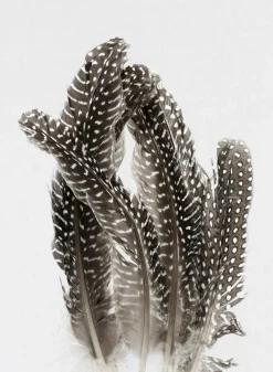 6 - 8in Tall Natural Guinea Wing Feathers, Set of 6