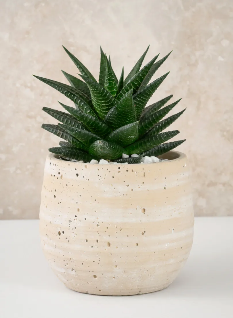 5in Tall Natural Slate Beige Cement Cache Pot