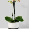 5.25in Tall NY Black & White Cookie Planter