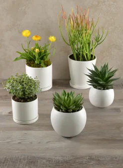 4.5in Tall Odense White Indoor Ceramic Pot with Saucer, Set of 4