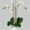 26in Tall of 3 White Phalaenopsis Orchids In Pot