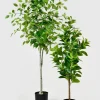 43in Tall Pepper Elder Plant