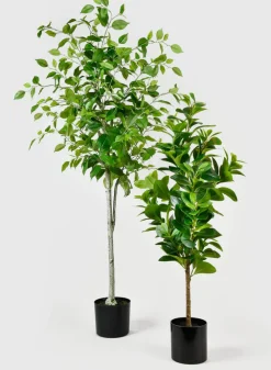 43in Tall Pepper Elder Plant