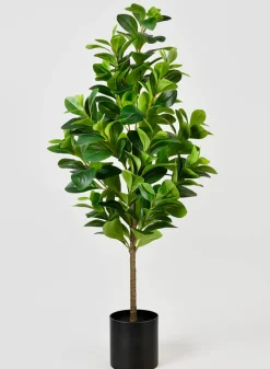 43in Tall Pepper Elder Plant