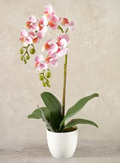 16in Tall Pink Phalaenopsis Orchid Potted Plant, Case of 12