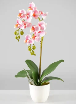16in Tall Pink Phalaenopsis Orchid Potted Plant, Case of 12