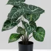15in Tall Potted Anthurium Plant