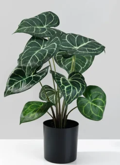 15in Tall Potted Anthurium Plant