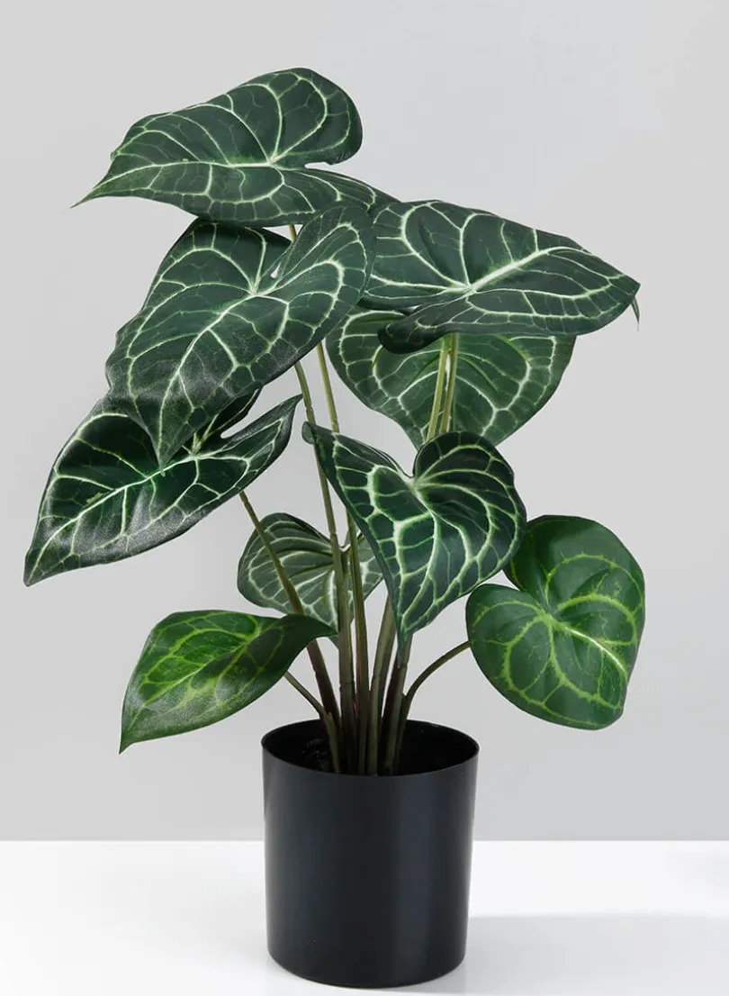 15in Tall Potted Anthurium Plant