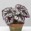 13in Tall Potted Begonia Cathayana