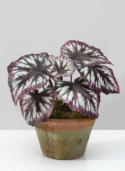 13in Tall Potted Begonia Cathayana