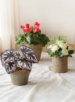 13in Tall Potted Begonia Cathayana