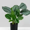 18in Tall Potted Maranta Plant