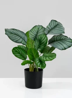 18in Tall Potted Maranta Plant