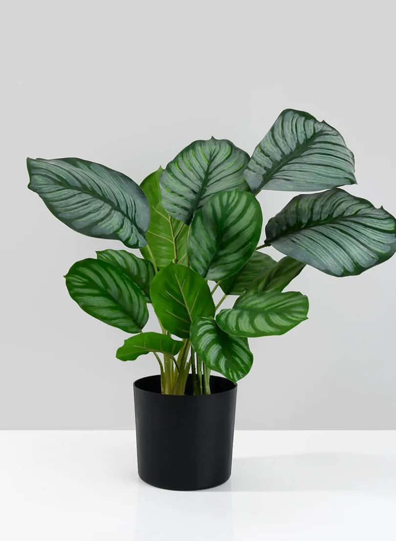 18in Tall Potted Maranta Plant