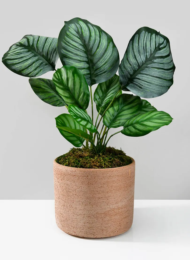 18in Tall Potted Maranta Plant