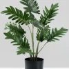 17in Tall Potted Philodendron