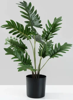 17in Tall Potted Philodendron