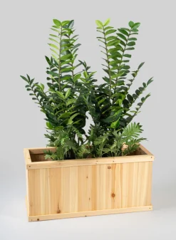 17in Tall Potted Philodendron