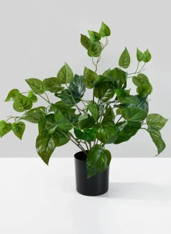 16.5in Tall Potted Pothos