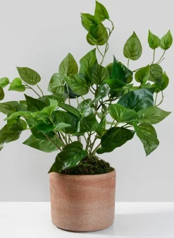 16.5in Tall Potted Pothos