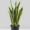 20in Tall Potted Real Touch Sansevieria, Case of 4