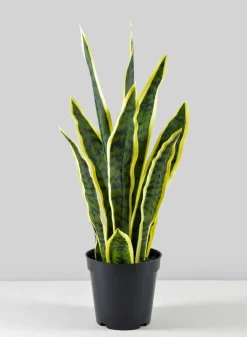 20in Tall Potted Real Touch Sansevieria, Case of 4