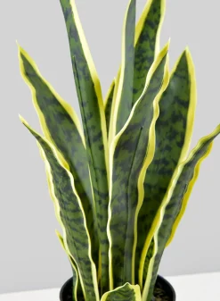 20in Tall Potted Real Touch Sansevieria, Case of 4