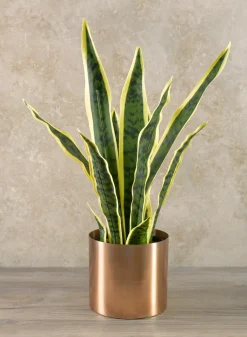 20in Tall Potted Real Touch Sansevieria, Case of 4