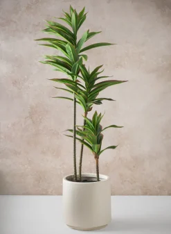 32in Tall Real Touch Dracaena Plant In a White Pot