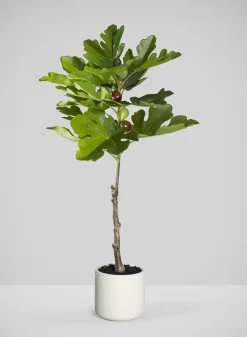 36in Tall Real Touch Real Look Fig Tree in Cement Pot