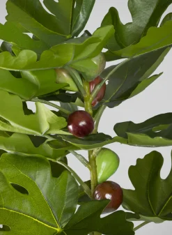 36in Tall Real Touch Real Look Fig Tree in Cement Pot